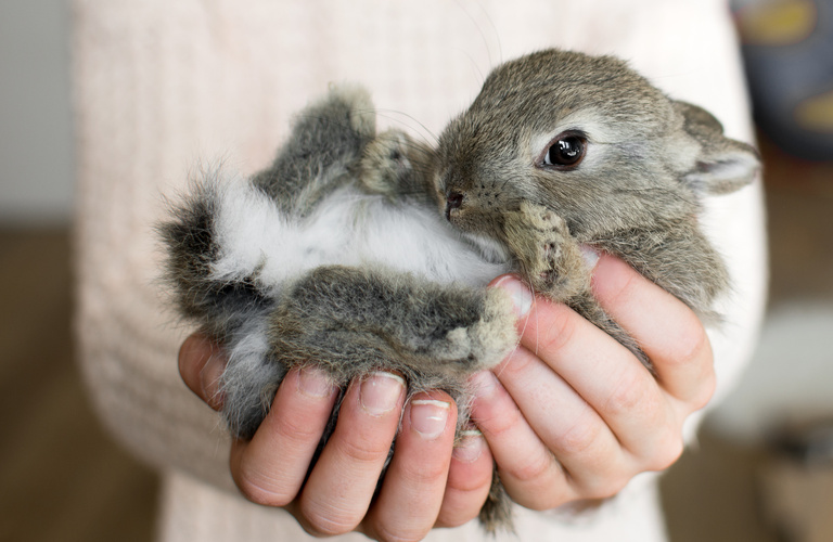 大切なうさぎちゃんとの思い出も遺骨として残せます | 埼玉でペット火葬なら心安らぐお別れをお届けするキラリボン