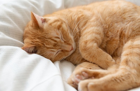 埼玉県南埼玉郡宮代町で、愛猫のペット火葬・ペット葬儀なら【キラリボン】